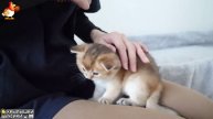 Утята и Цыплята - Кошки и котята (254) Хвостики да Усики ❣️🐥🥰