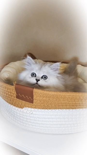 Гретта🍃