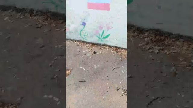 валебол