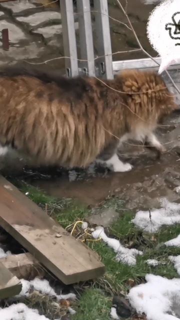 Пушистая кошка играет с лужей #fluffycat #strange #mimicat #slowed