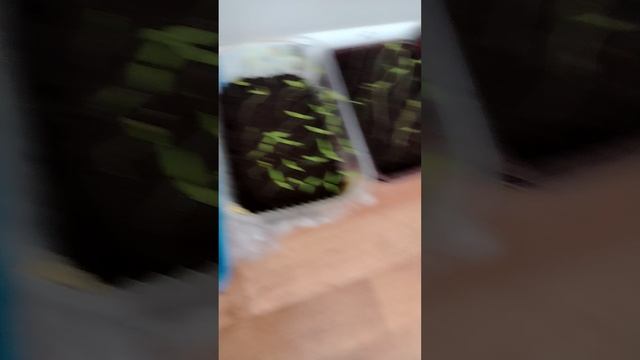 #дача #семена