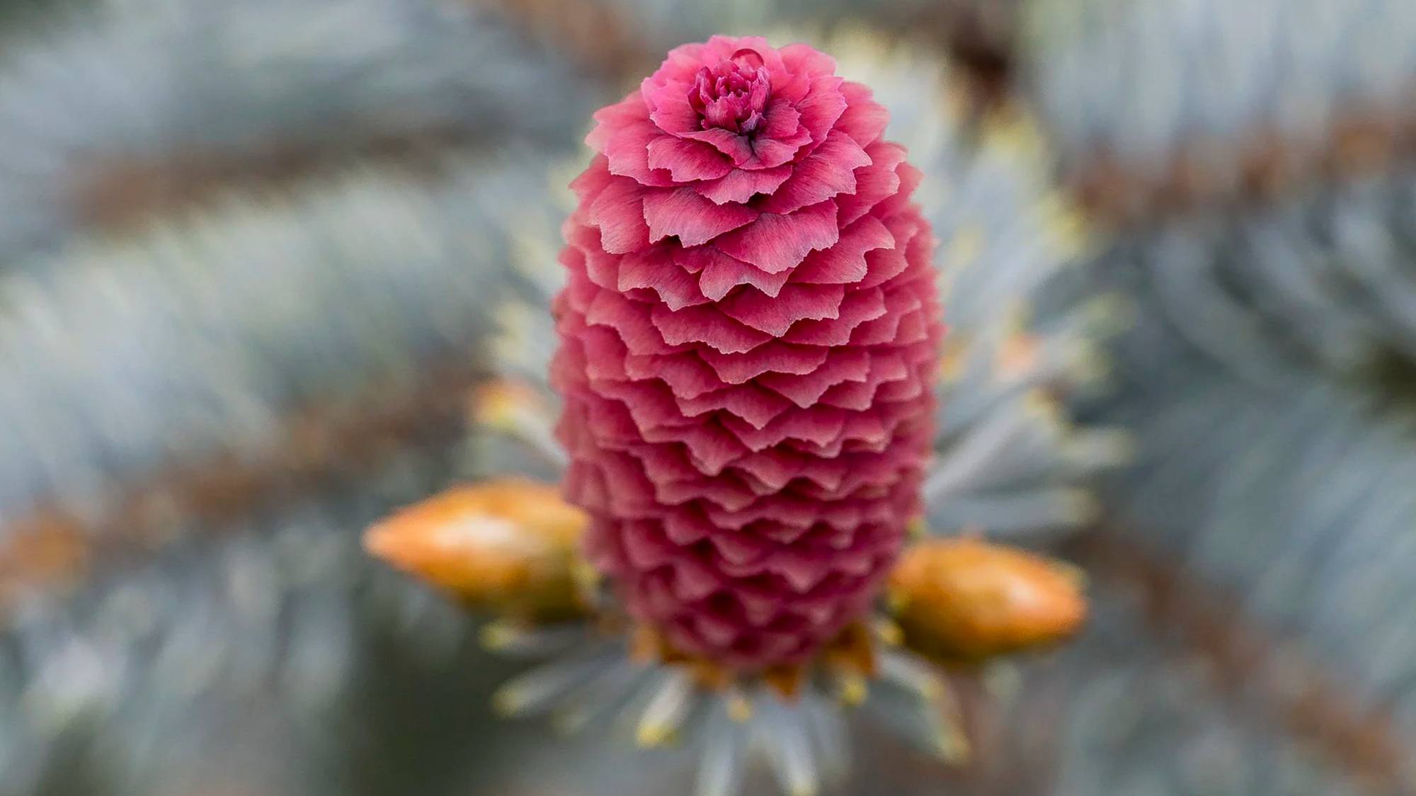 Ель колючая Хупси (Picea pungens Hoopsii)