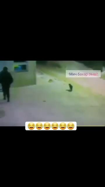 группировка хвостатых