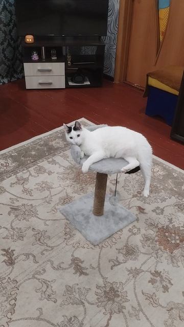 Обновка.