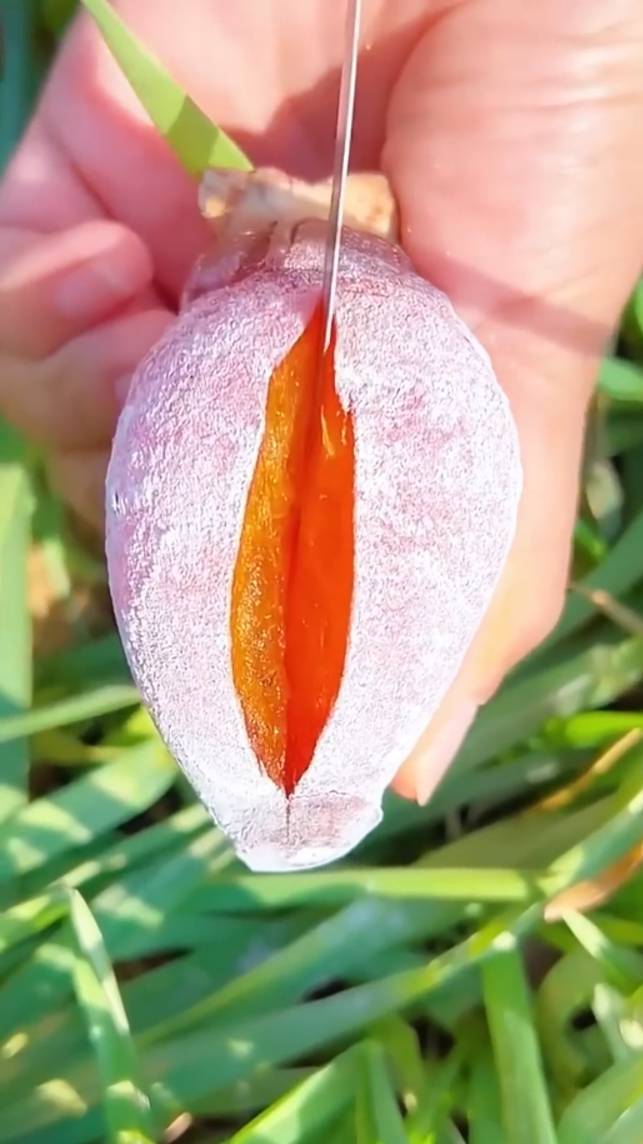 🍒Наслаждайтесь этими удивительными и вкусными фруктами! #shorts #garden #советы