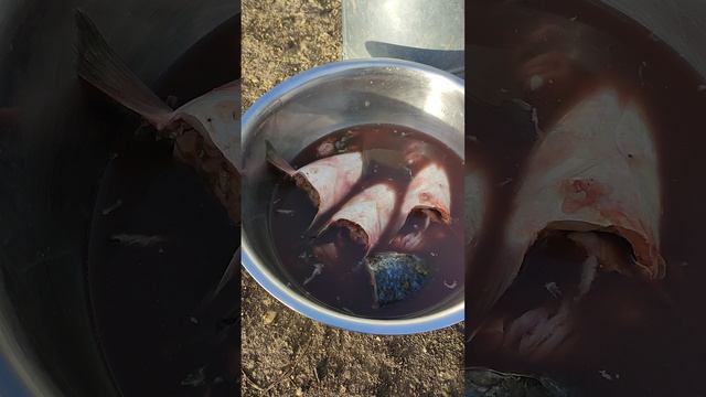 В гордом одиночестве кормлю курочек 🐔 Даю рыбку, собрал яйца🥚 Рыжий кот Фокс🐱 и Лапа при деле.