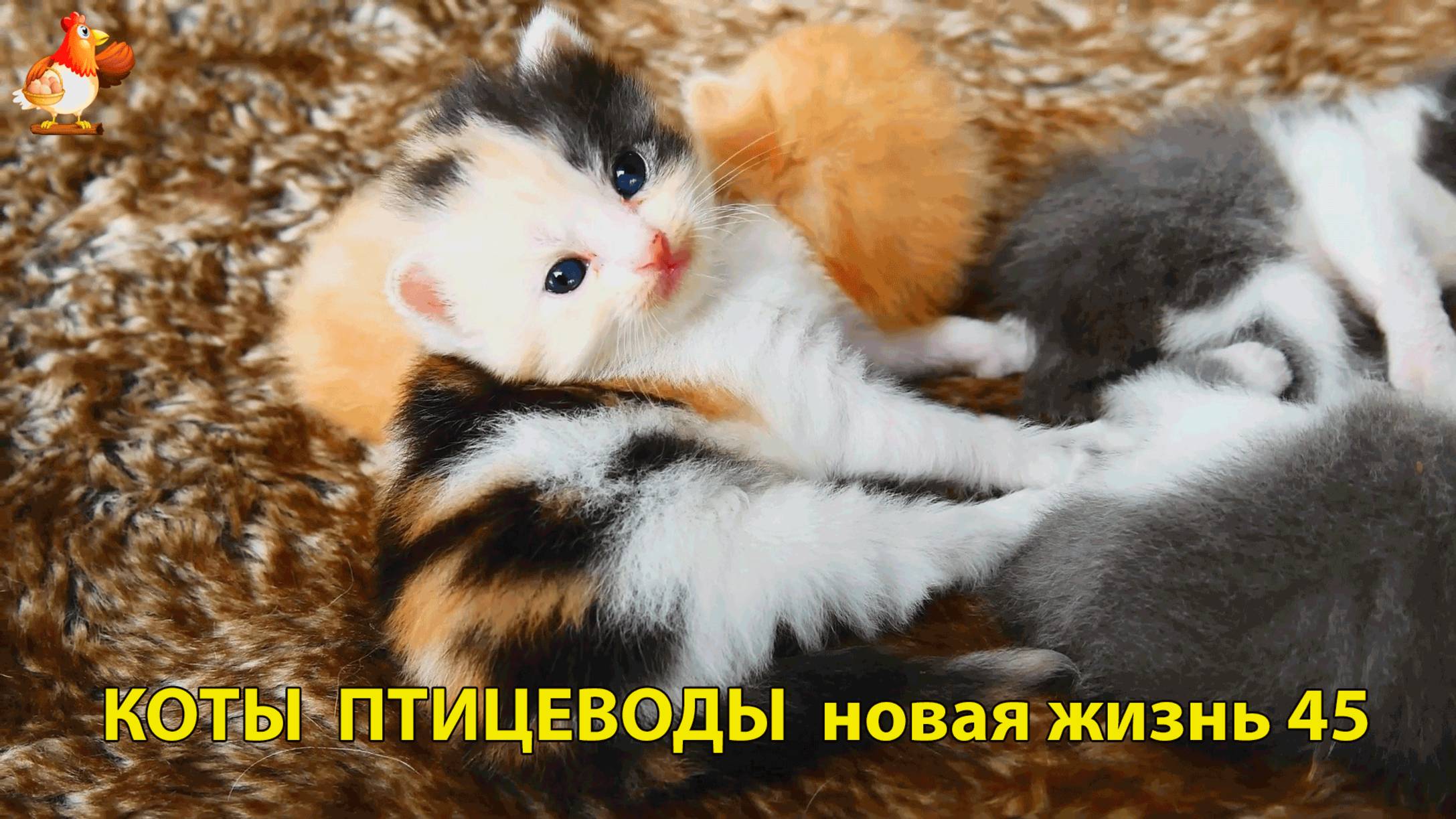 Коты птицеводы со своими подопечными 😹🐈🐈 Новая жизнь – выпуск (45) ❣️🤗😂