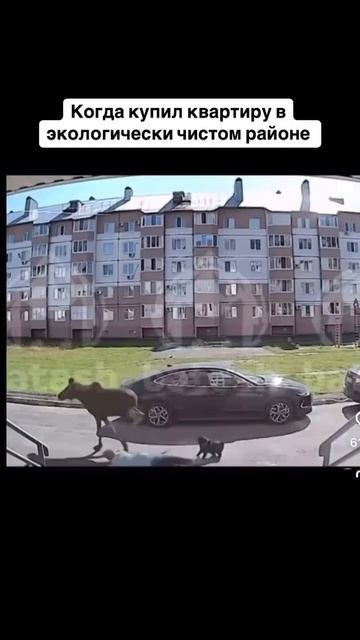 Экологически чистый район!