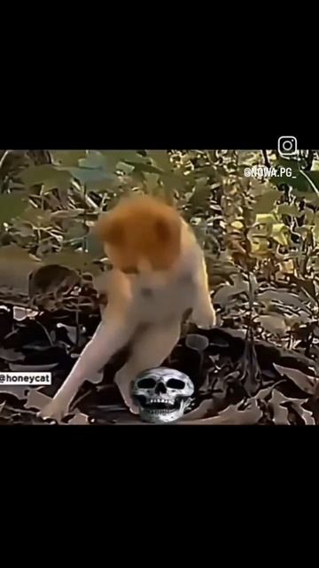 1000070875.mp4