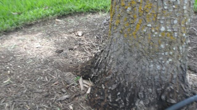 Manual Root Flare Excavation