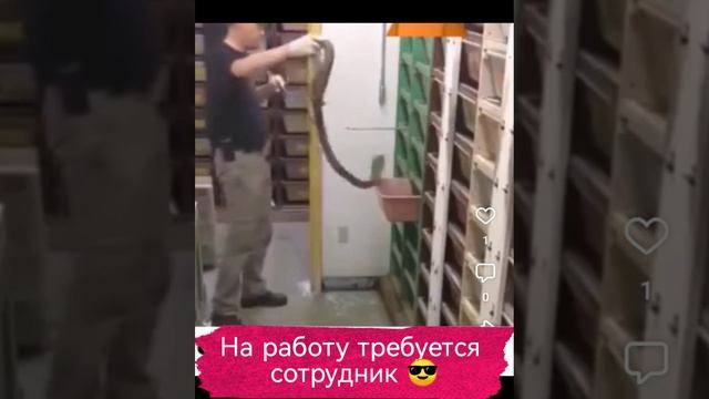 Очень опасная работа 😲 Надо кормить змей