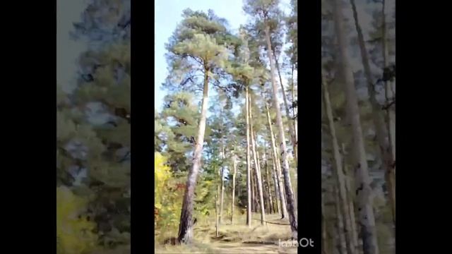 Сосновый рай 🌲