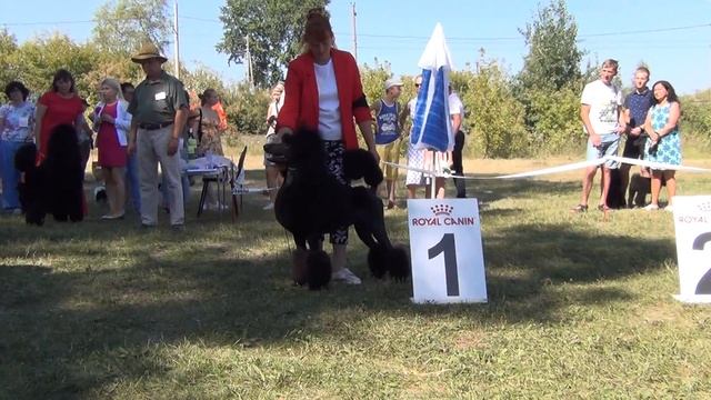 402   CACIB,, Уральские зори- 22.08.2021.Челябинск. Эксперт Татьяна Романовская (Беларусь)