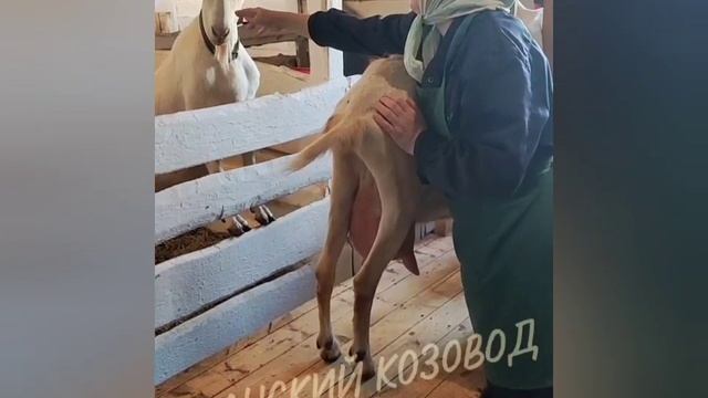Когда еду приносят мимо носа.