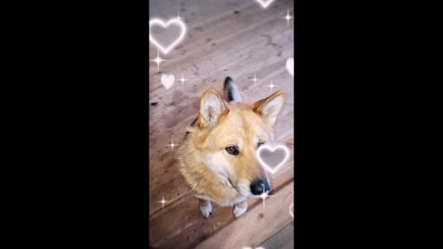 1000018031.mp4 (Собака смотрит на электроснабжение дома А-фрейм)