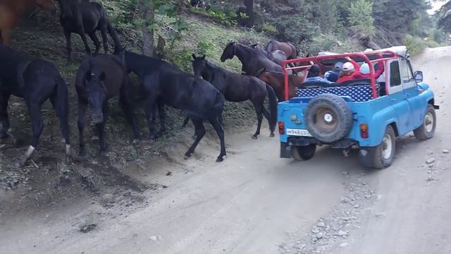 Лошади на дороге