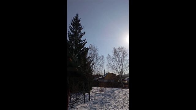 Овчарка. Собака. Том