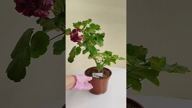 ЮГ Вино Любви. Первый цветонос.