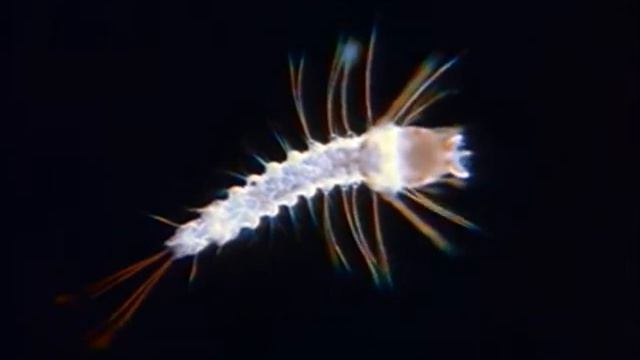 Biology of anopheles mosquito
