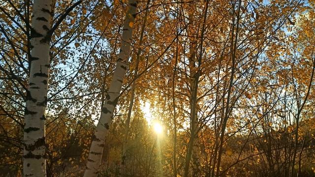 Последние кадры уходящей осени 2022 🍂