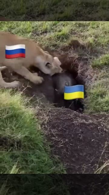 Ситуация в Курской области, если сильно не вдаваться в подробности. 🤣🤣🤣