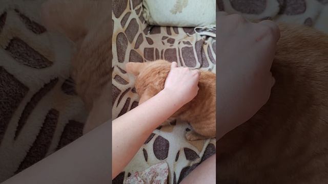 Хлора
