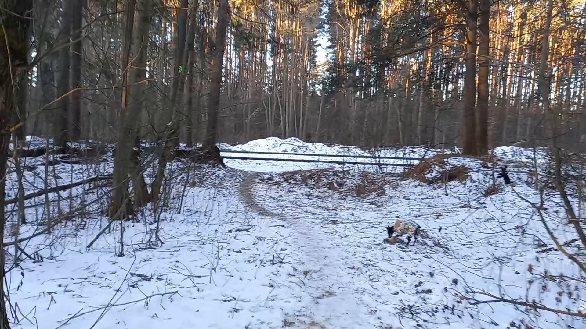 Разговоры на прогулке с собачкой