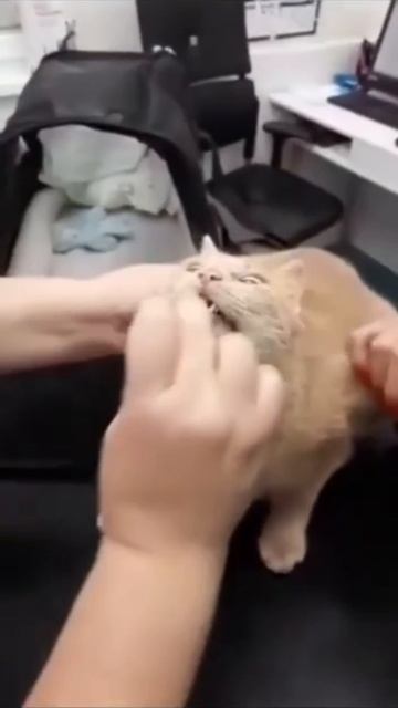 Как правильно давать коту таблетку?