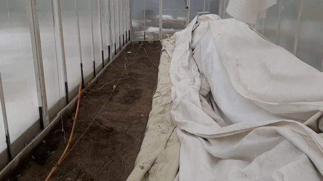 открытие  винограда в теплице 9 03 2025 г