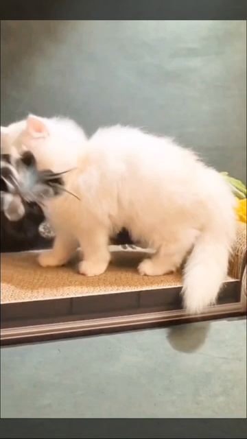 Гарфилд🍃