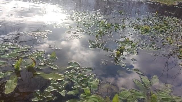 Природа Ульяновской области просыпается. Национальный парк "Сенгилеевские горы". #экодозор73