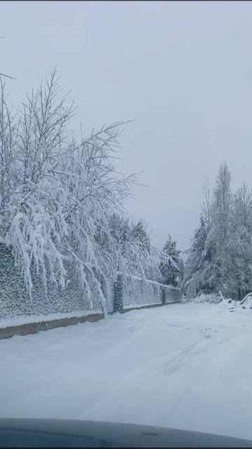 Калифорнийская изгородь зимой.