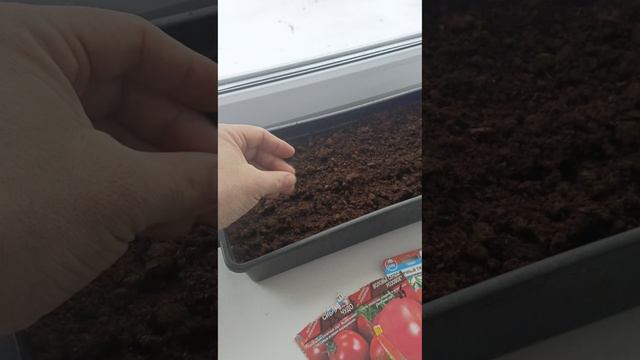 Сеем томаты. 09.03.25.