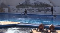 13062901 Севастополь Дельфинарий