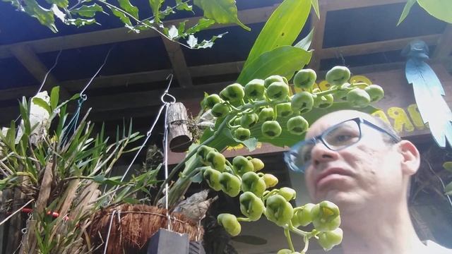 A ARTE DE CULTIVAR AS ORQUÍDEAS CATASSETUM LURINDUM E A POESIA