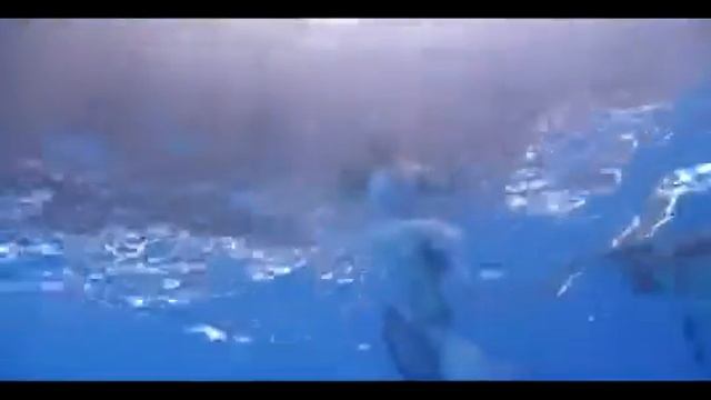 Плавание с дельфинами. Подарочный сертификат
