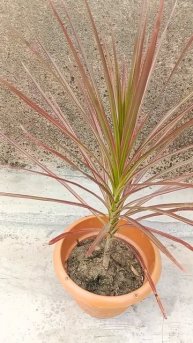 #shorts# Dracaena marginata plant.