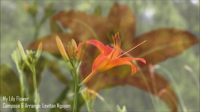 My Lily Flower (Symphony)