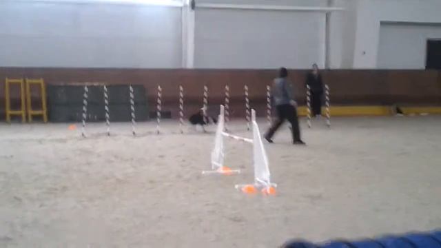 Туманова и Флэш Д1. 02.03.14 Кубок всех пород.