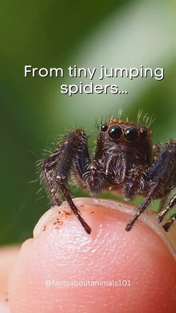"The Weirdest Animal? You Won't Believe What Spiders Can Do!"