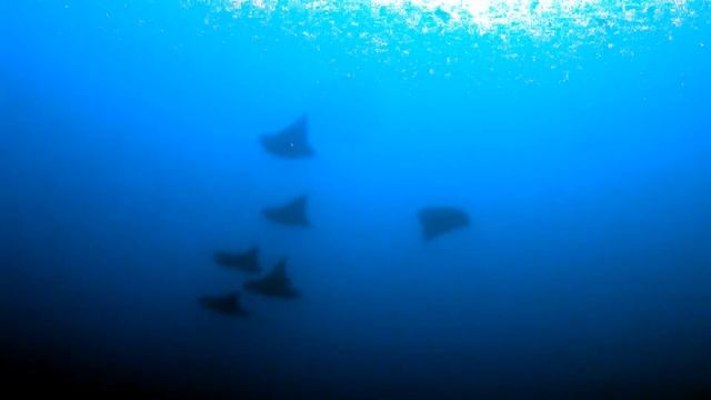 Galapogos Sky May 2019. Two days diving wolf and Darwin. Hammerheads!