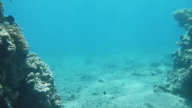 Snorkeling Freediving Eilat  Red sea. Coral reef. Фридайвинг. Эйлат. Красное море. Кораловый риф.