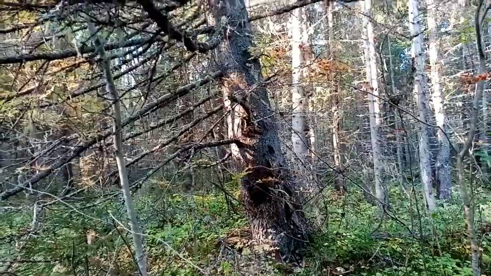 Дальше налево