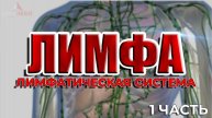 Что такое лимфа и зачем она нужна организму? Лимфатическая система - 1 часть