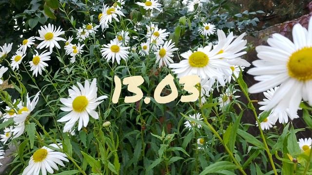 Лунный календарь для цветоводов с10.03-16.03.25г.
