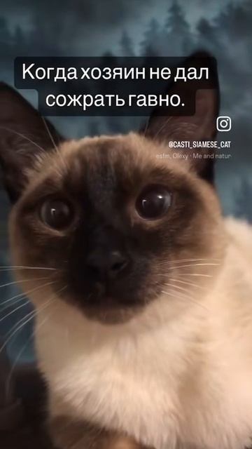 грусть кота в одном видео