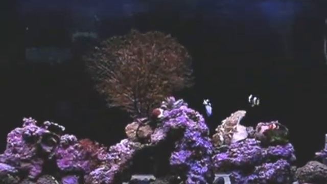 nemo marlin y dory