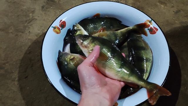 ЗИМНИЙ УЛОВ))ТАЗИК ОКУНЕЙ И ВЕДРО ЩУК😃