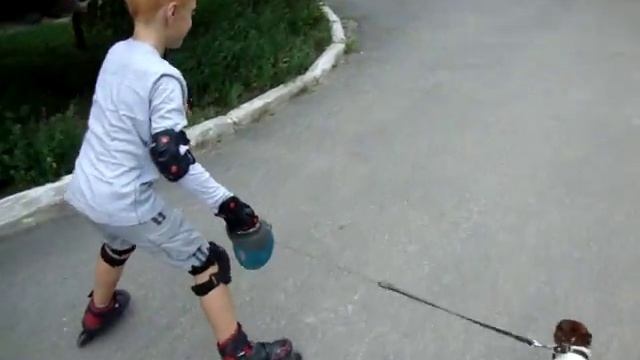 Джек-рассел запряжен в ролики