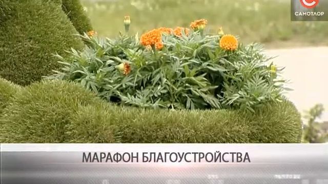 МАРАФОН БЛАГОУСТРОЙСТВА